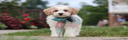 Bichpoo dogs for sale: Leo - Ad 9