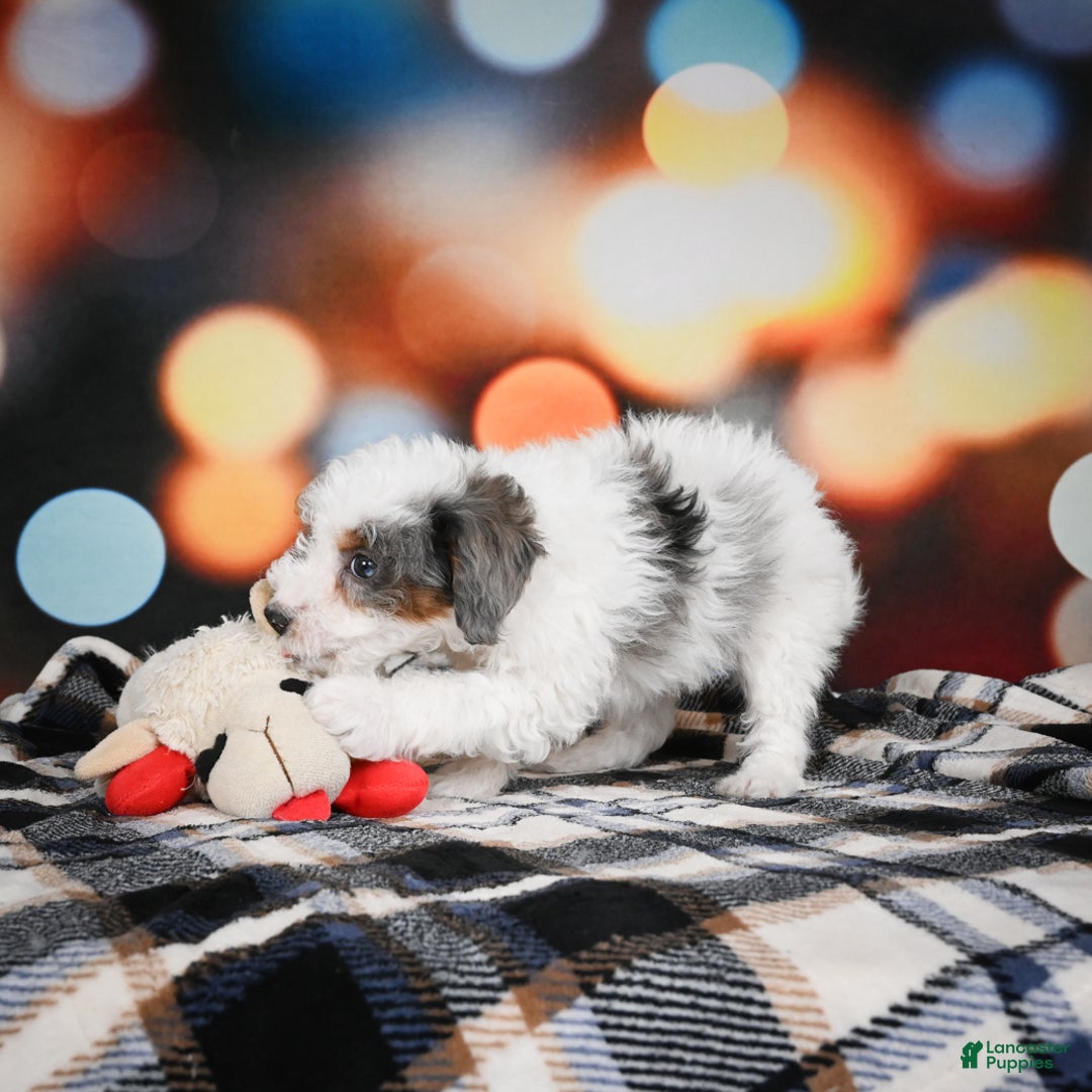 Mini Bernedoodle dogs for sale: Gunner - Ad 13