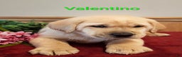 Goldador dogs for sale: Valentino - Ad 6