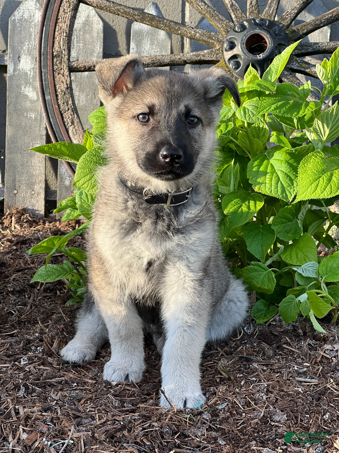 German Shepherd dogs for sale: Connor - Ad 1