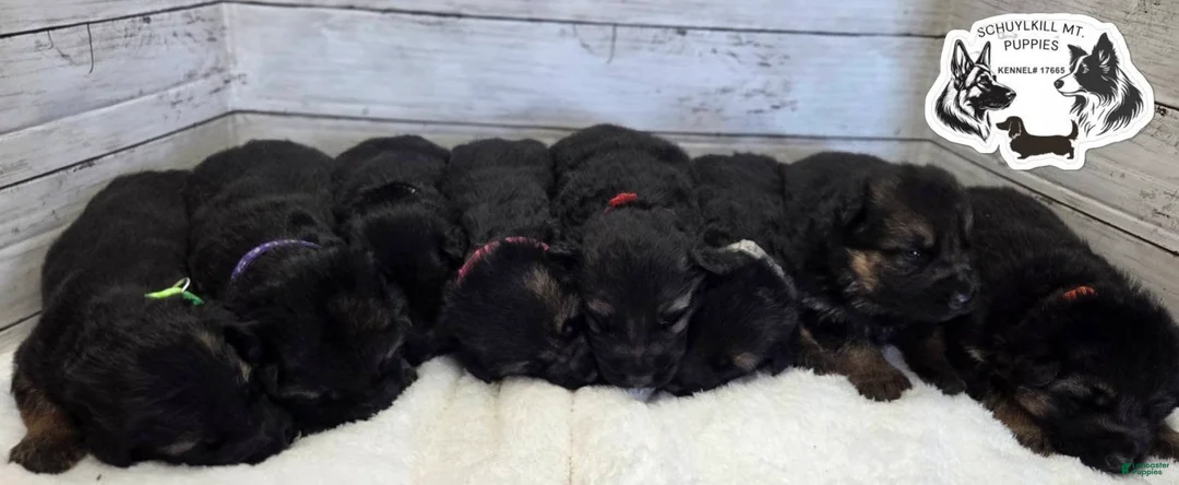 German Shepherd dogs for sale: Skye  - Ad 3