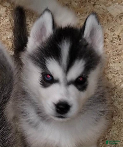 Siberian Husky dogs Frodo (Bi-eyed) - Ad 1