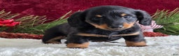 Miniature Dachshund dogs for sale: Kolton - Ad 2