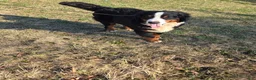 Bernese Mountain Dog dogs for sale: Jaxson - Ad 9