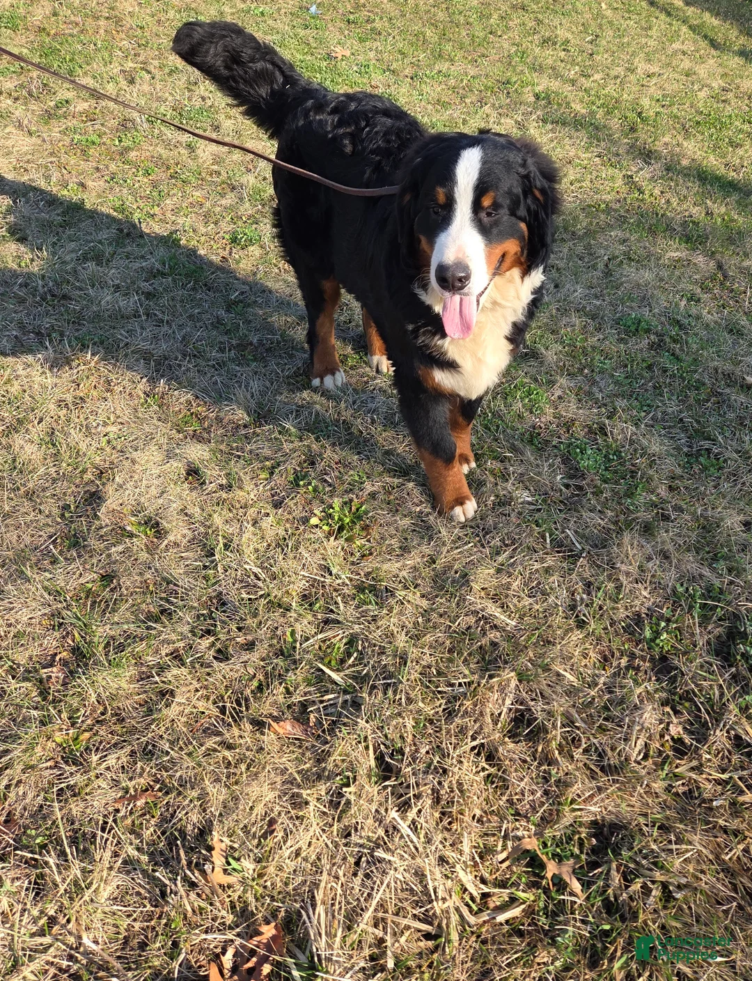 Bernese Mountain Dog dogs for sale: Jaxson - Ad 9