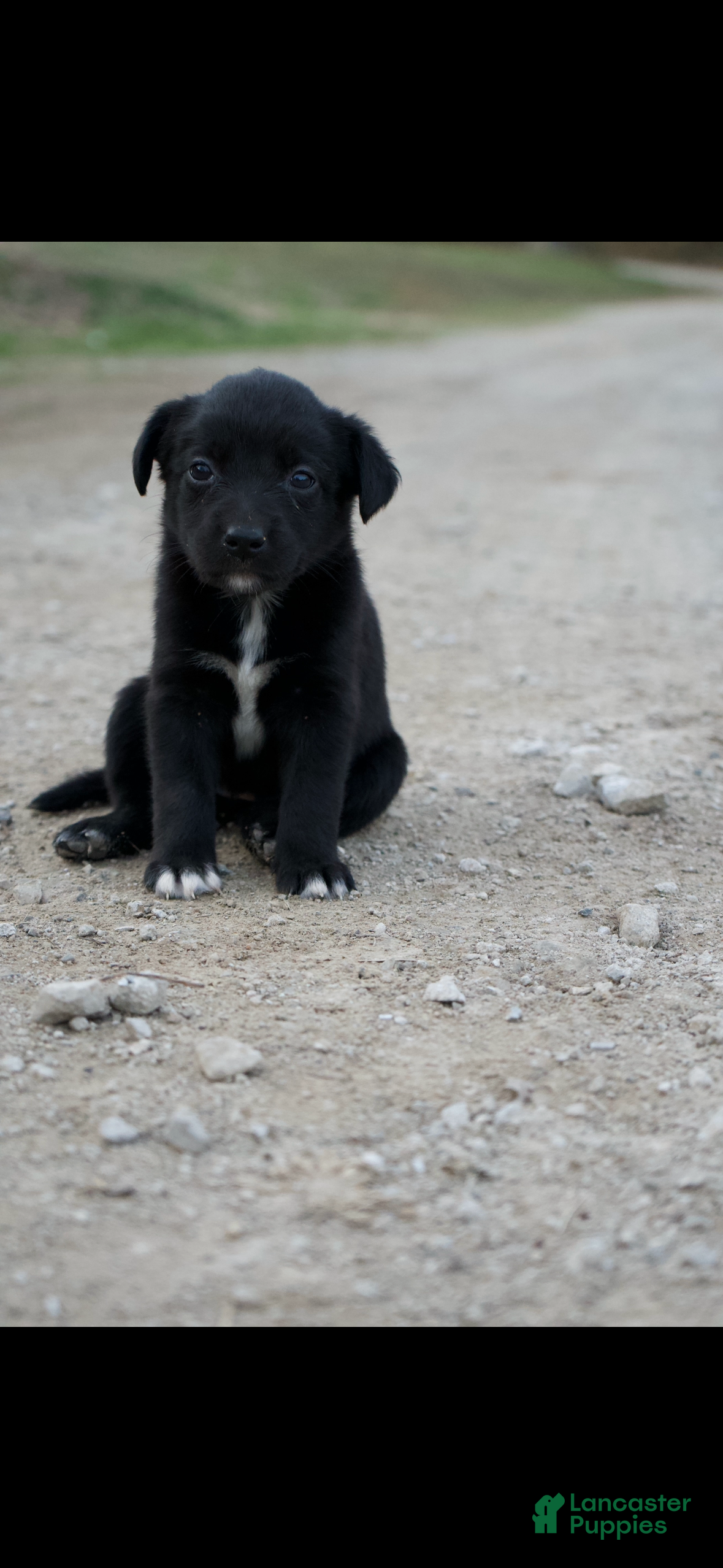 Mixed Breed dogs Mixed Breed Puppy 7 - Ad 14