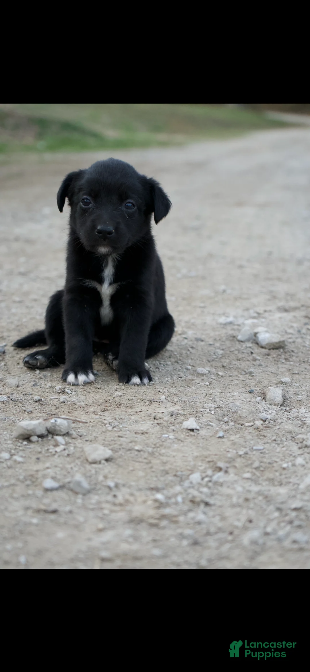 Mixed Breed dogs for sale: Mixed Breed Puppy 7 - Ad 1