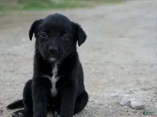 Mixed Breed dogs Mixed Breed Puppy 7 - Ad 41