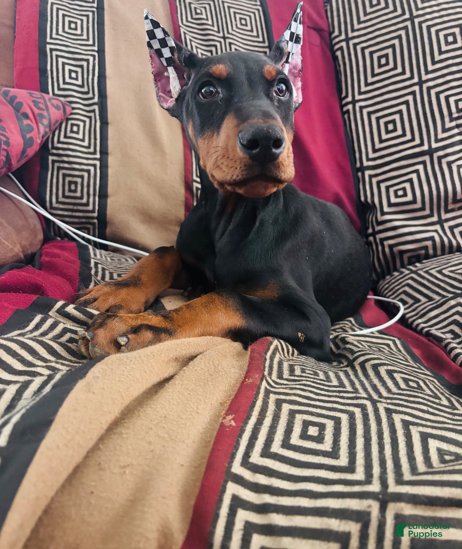 Doberman Pinscher dogs Negan - Ad 2
