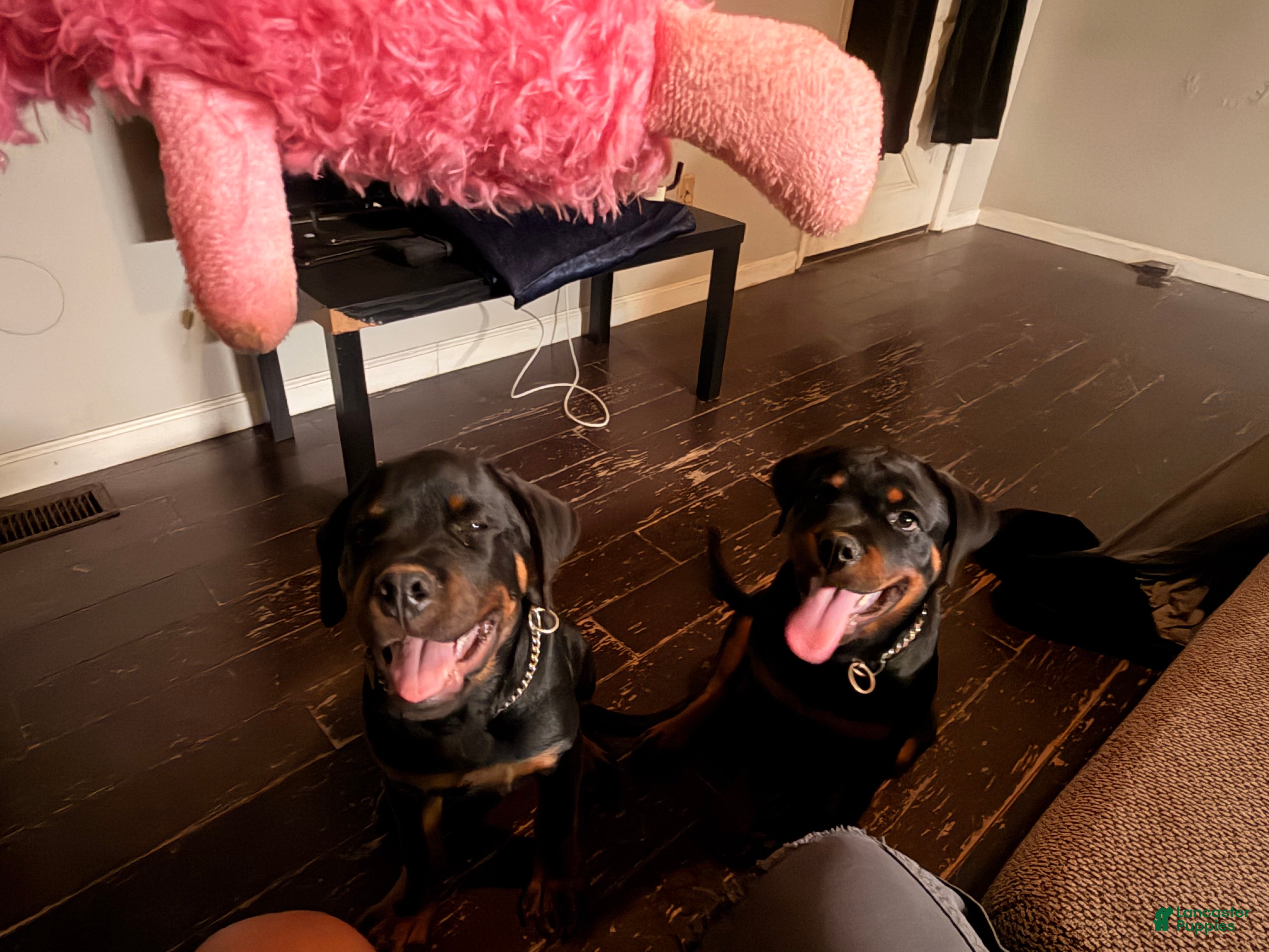 Rottweiler dogs Rottweiler 3 - Ad 17