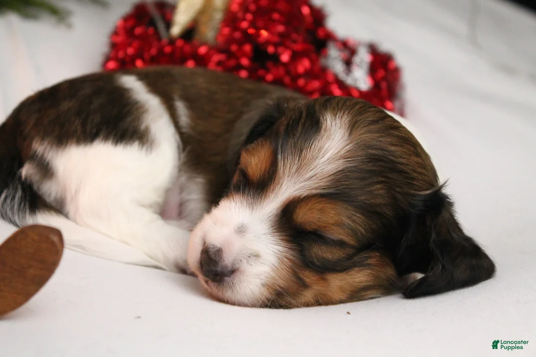 Dachshund dogs for sale: Valentine - Ad 16