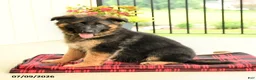 German Shepherd dogs for sale: Rochelle - Ad 4