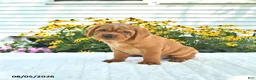 Mini Hippo dogs for sale: Buddy - Ad 4