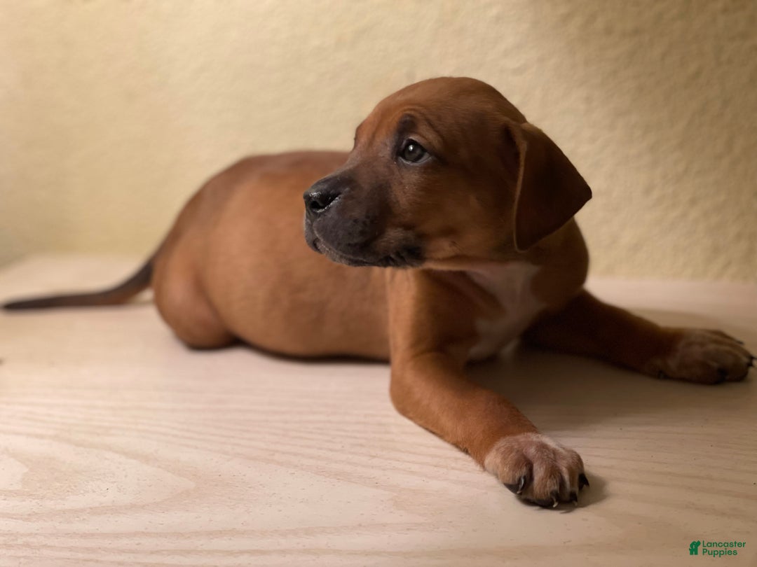 American Pit Bull Terrier dogs for sale: American Pit Bull Terrier Puppy 5 - Ad 2