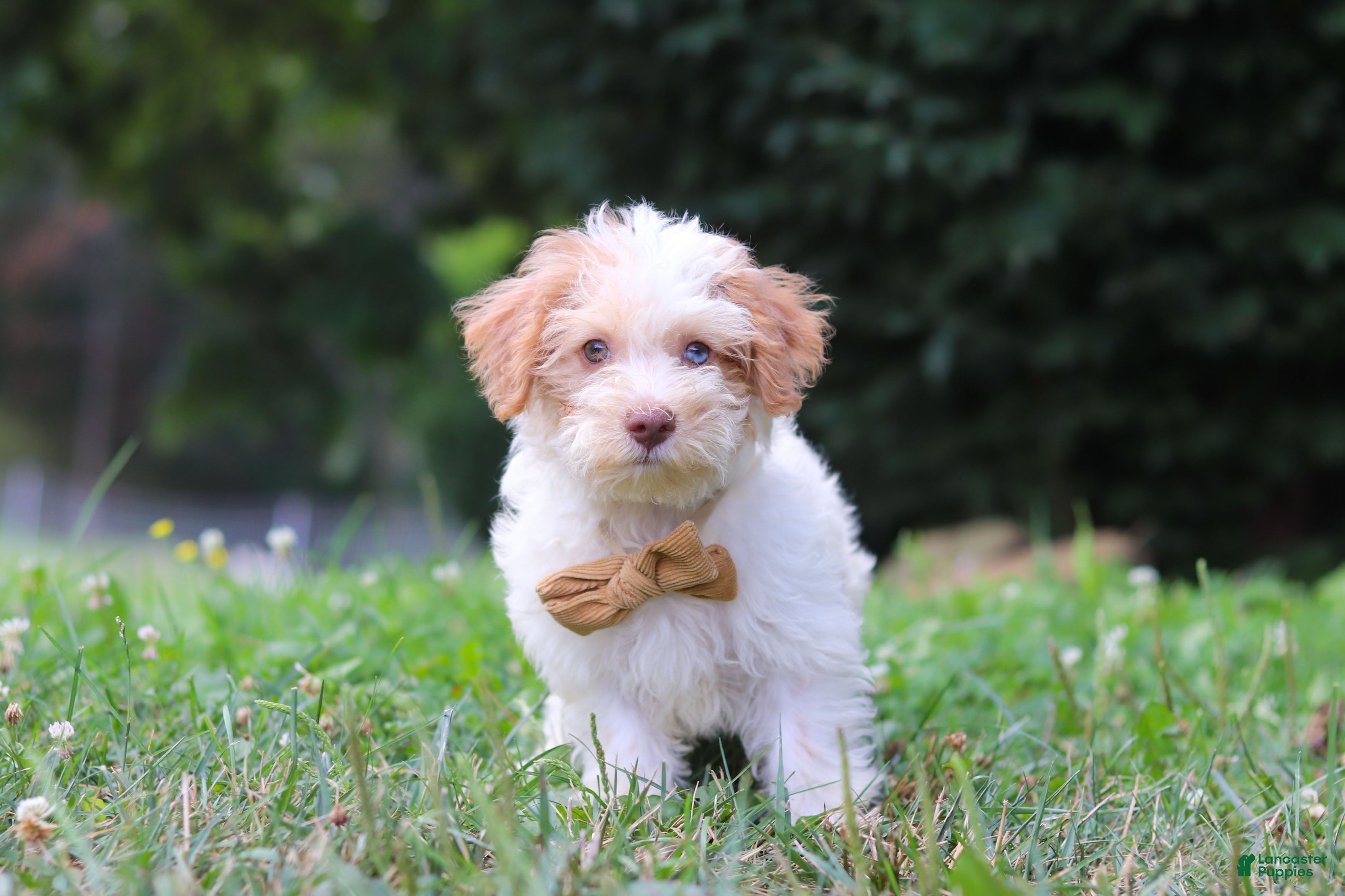 Yorkiepoo dogs Jackson - Ad 1
