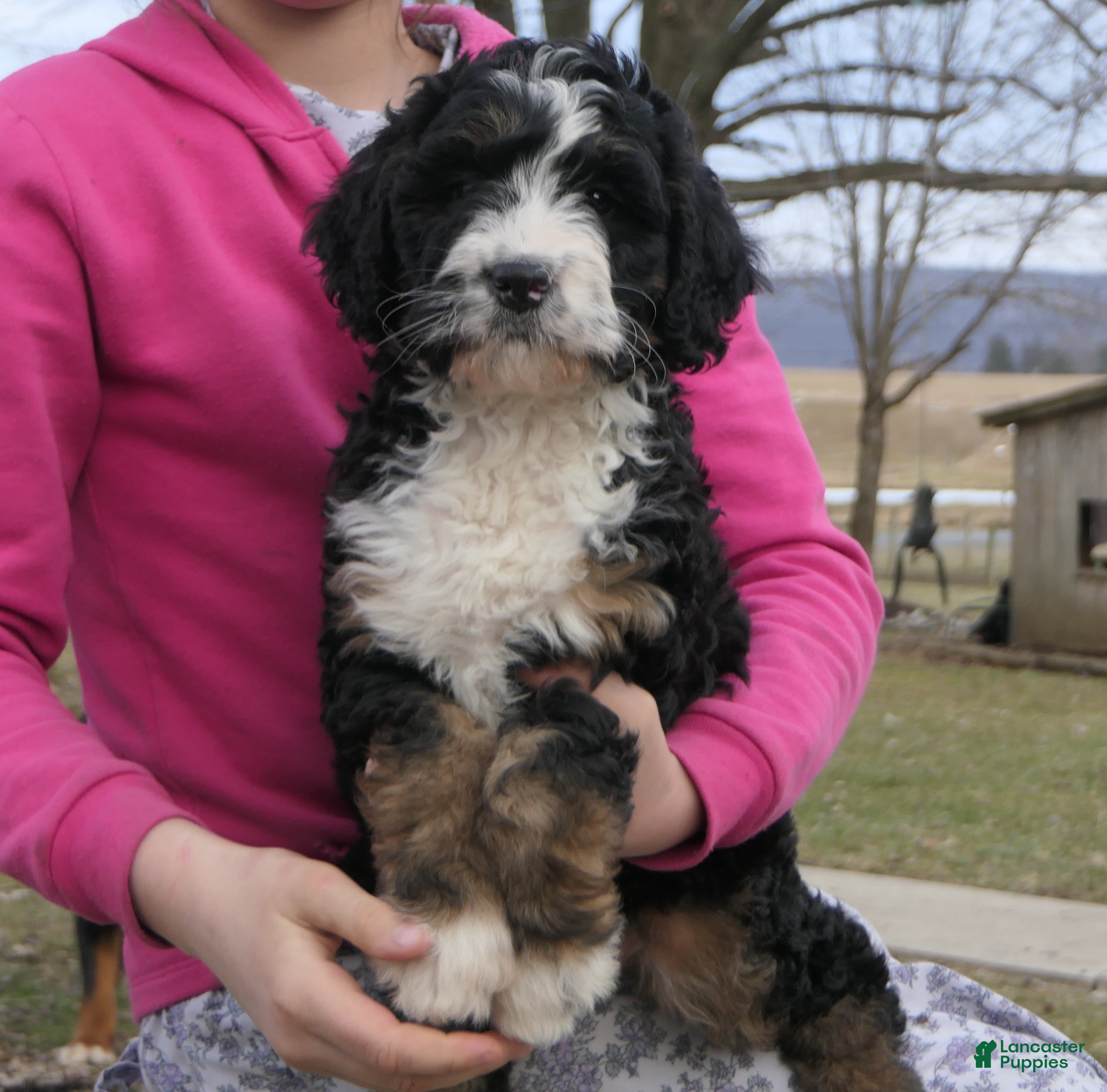 Mini Bernedoodle dogs Mini Bernedoodle Dora - Ad 1