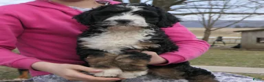 Mini Bernedoodle Dora