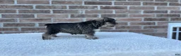Miniature Schnauzer dogs for sale: Star - Ad 5