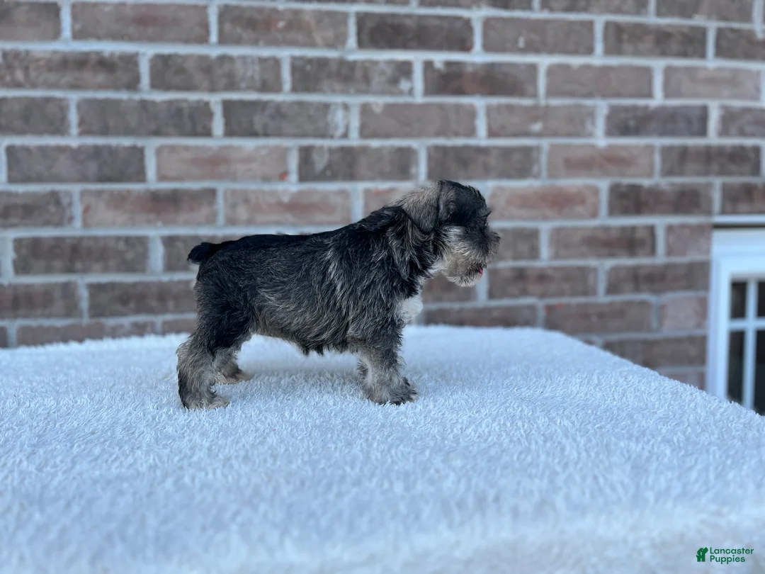 Miniature Schnauzer dogs for sale: Star - Ad 5