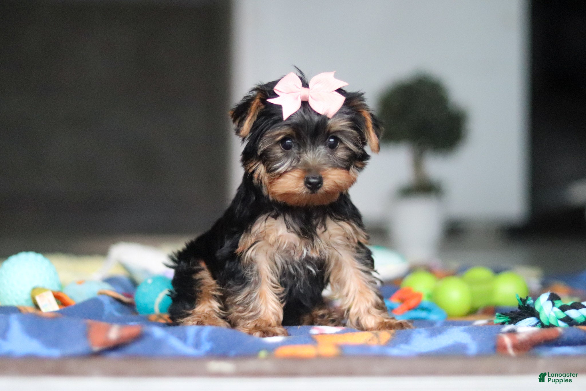 Yorkshire Terrier dogs Cali - Ad 1