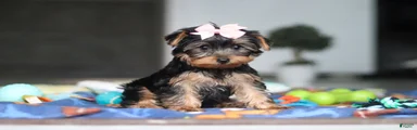 Cali