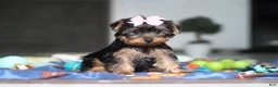 Yorkshire Terrier dogs for sale: Cali - Ad 1
