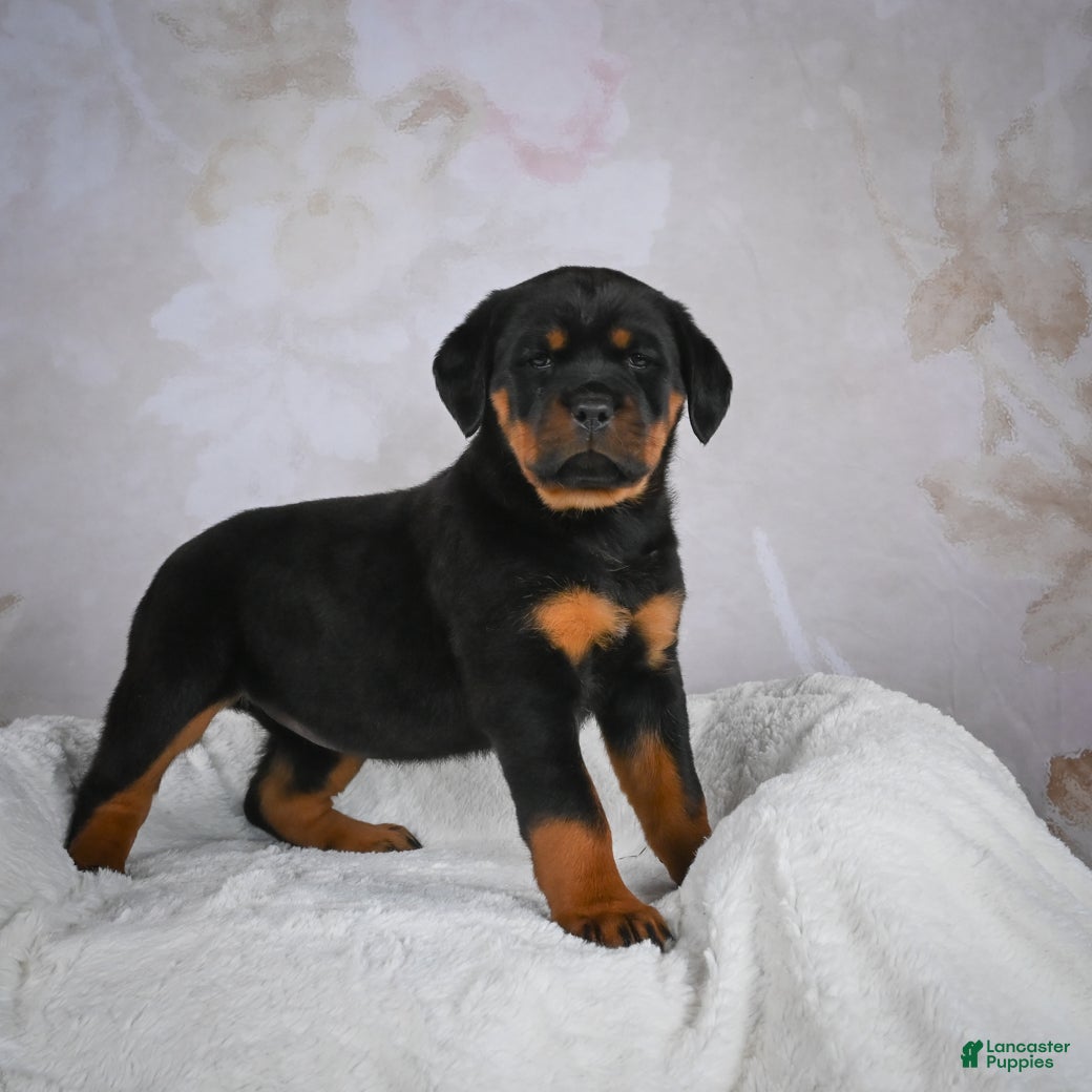 Rottweiler dogs Princess - Ad 2