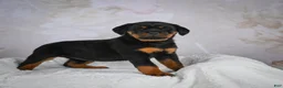 Rottweiler dogs for sale: Princess - Ad 4