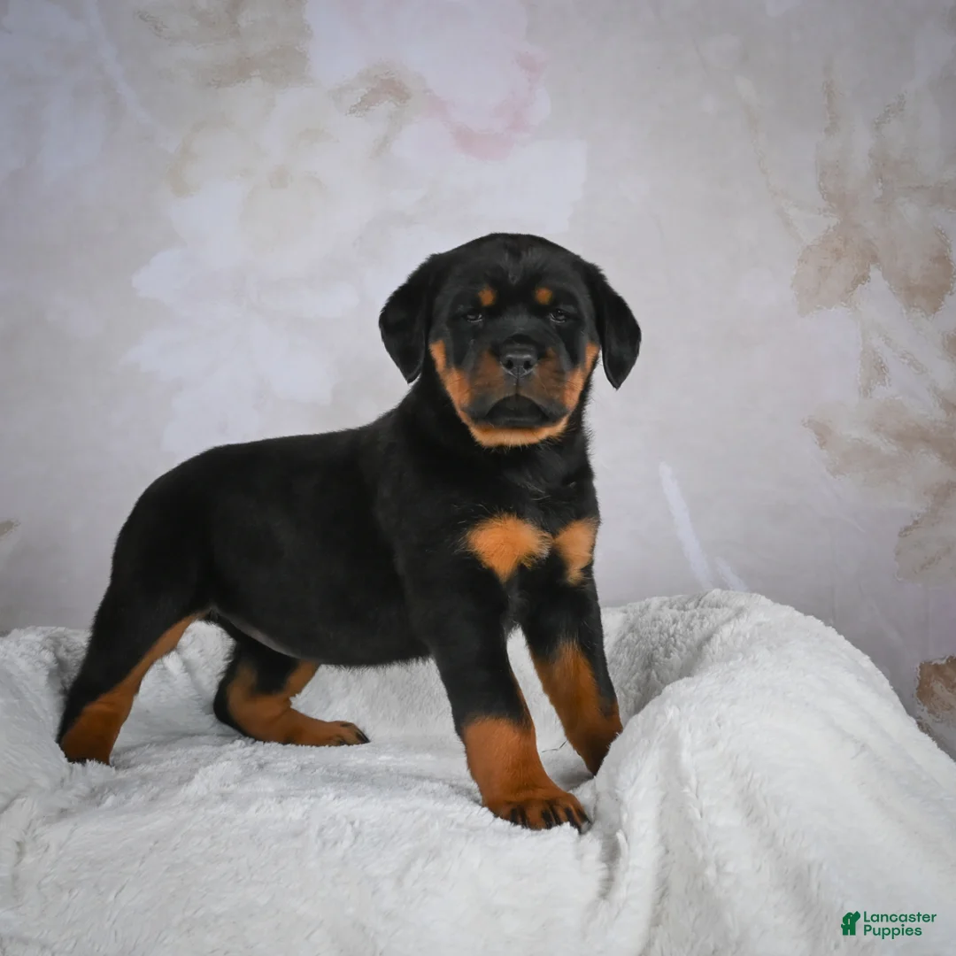 Rottweiler dogs for sale: Princess - Ad 4
