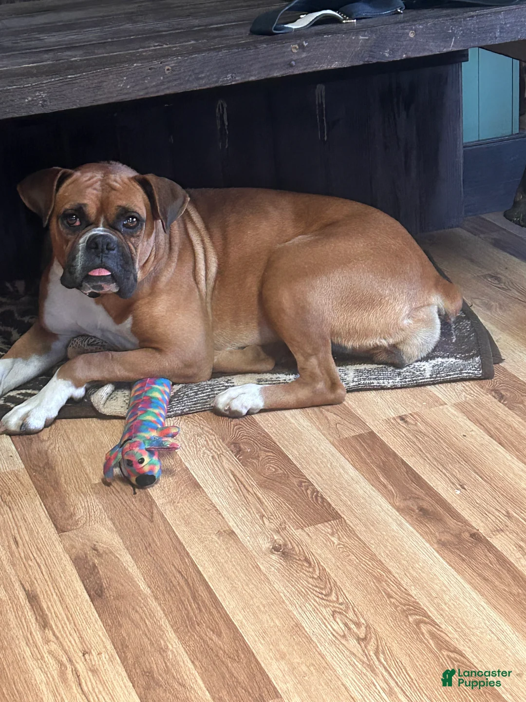 Gallery Image {{count}}