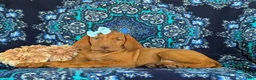 Vizsla dogs for sale: Allison - Ad 4