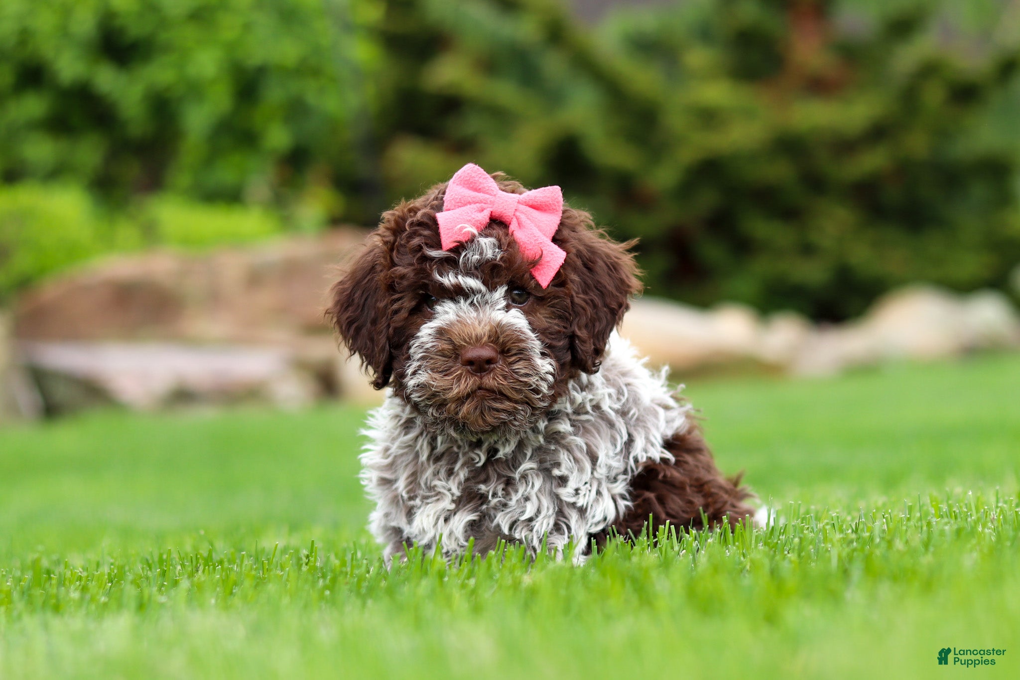 Lagotto Romagnolo dogs Maisie - Ad 1