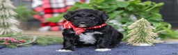 Portuguese Water Dog dogs for sale: Tristan - Ad 9