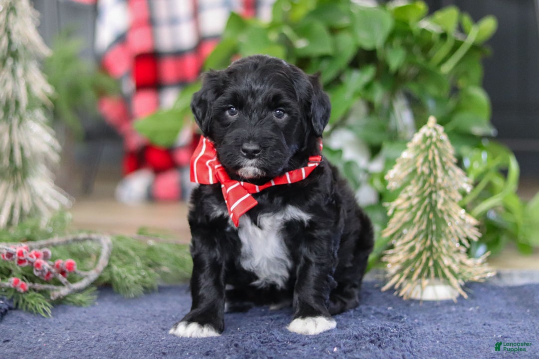 Portuguese Water Dog dogs for sale: Tristan - Ad 9