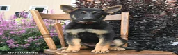German Shepherd dogs for sale: Katharina - Ad 3