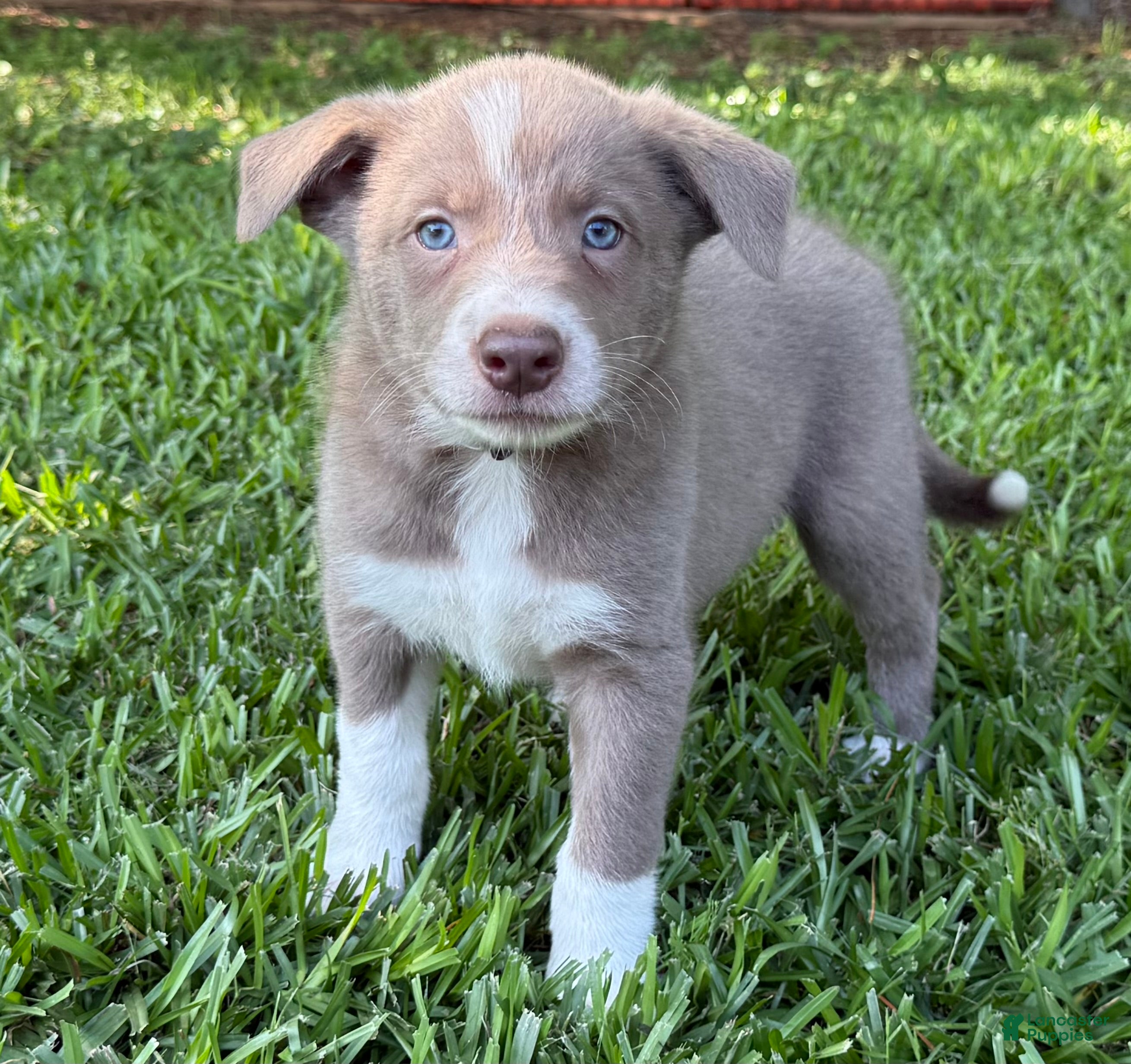 Border Collie dogs Lilac- short hair - Ad 1