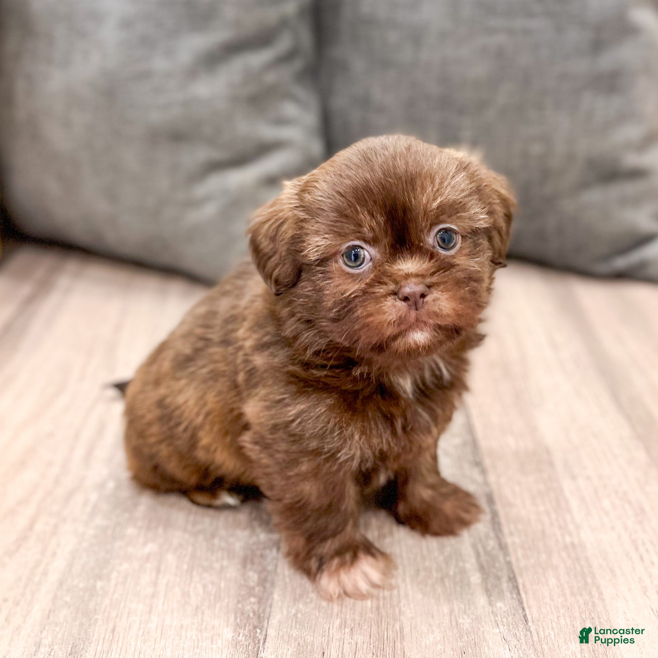 Shih Tzu dogs Rosie - Ad 1
