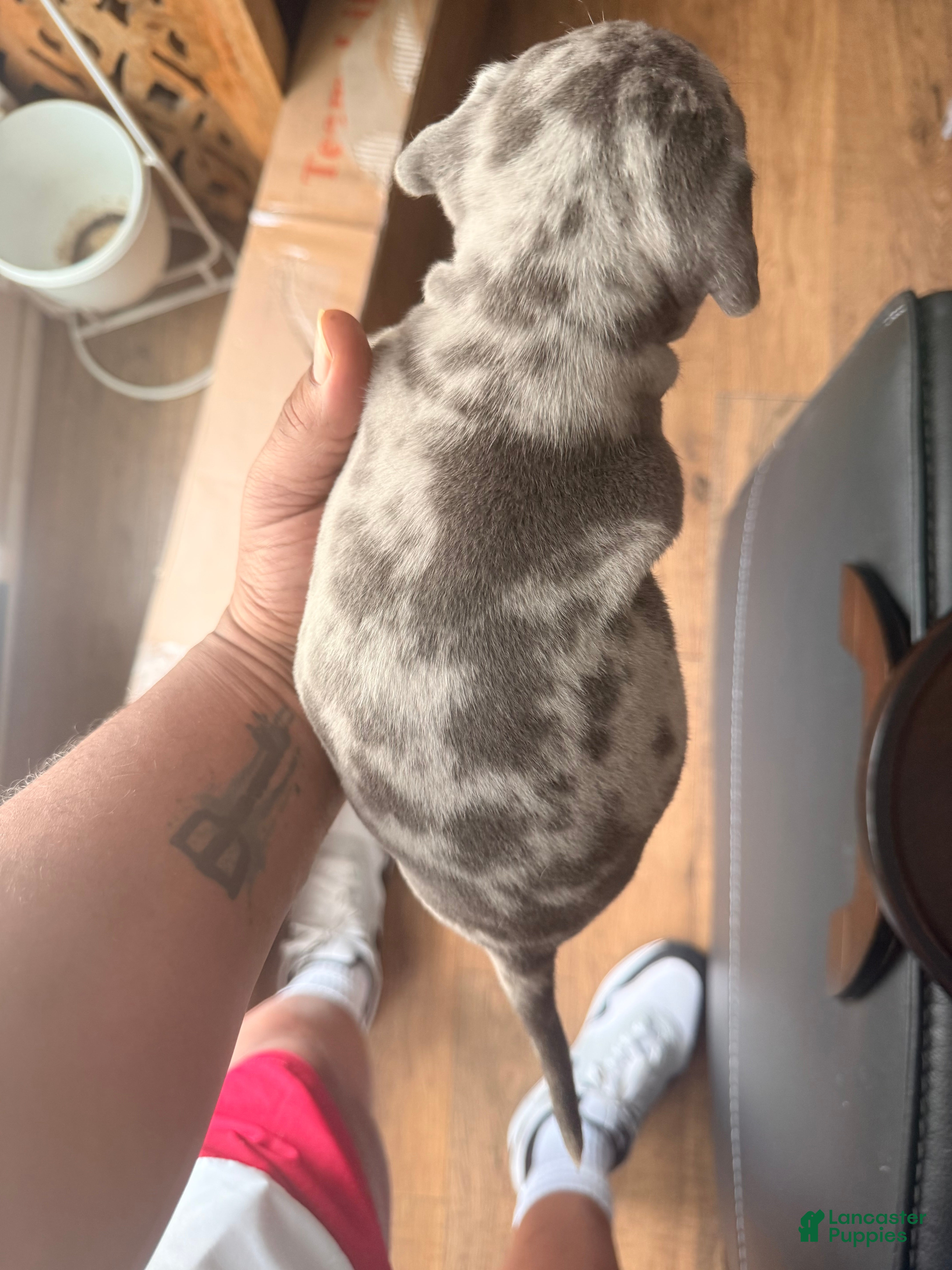 Mixed Breed dogs peppa - Ad 1