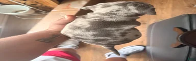 peppa