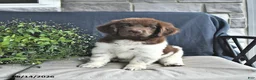 Newfoundland dogs for sale: Jade - Ad 9