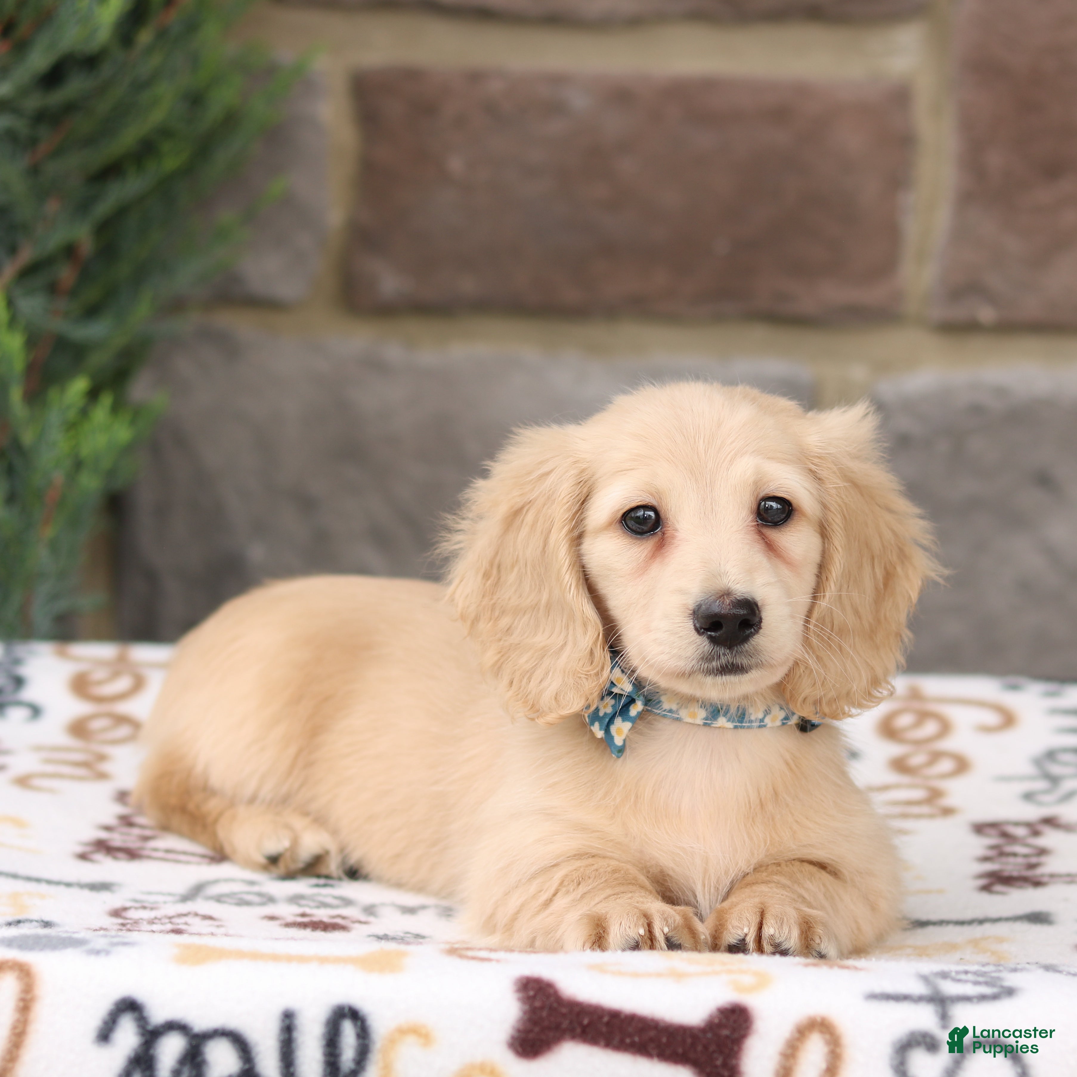 Miniature Dachshund dogs Dasher - Ad 2