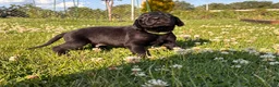 Mixed Breed dogs for sale: Ralph - Ad 9