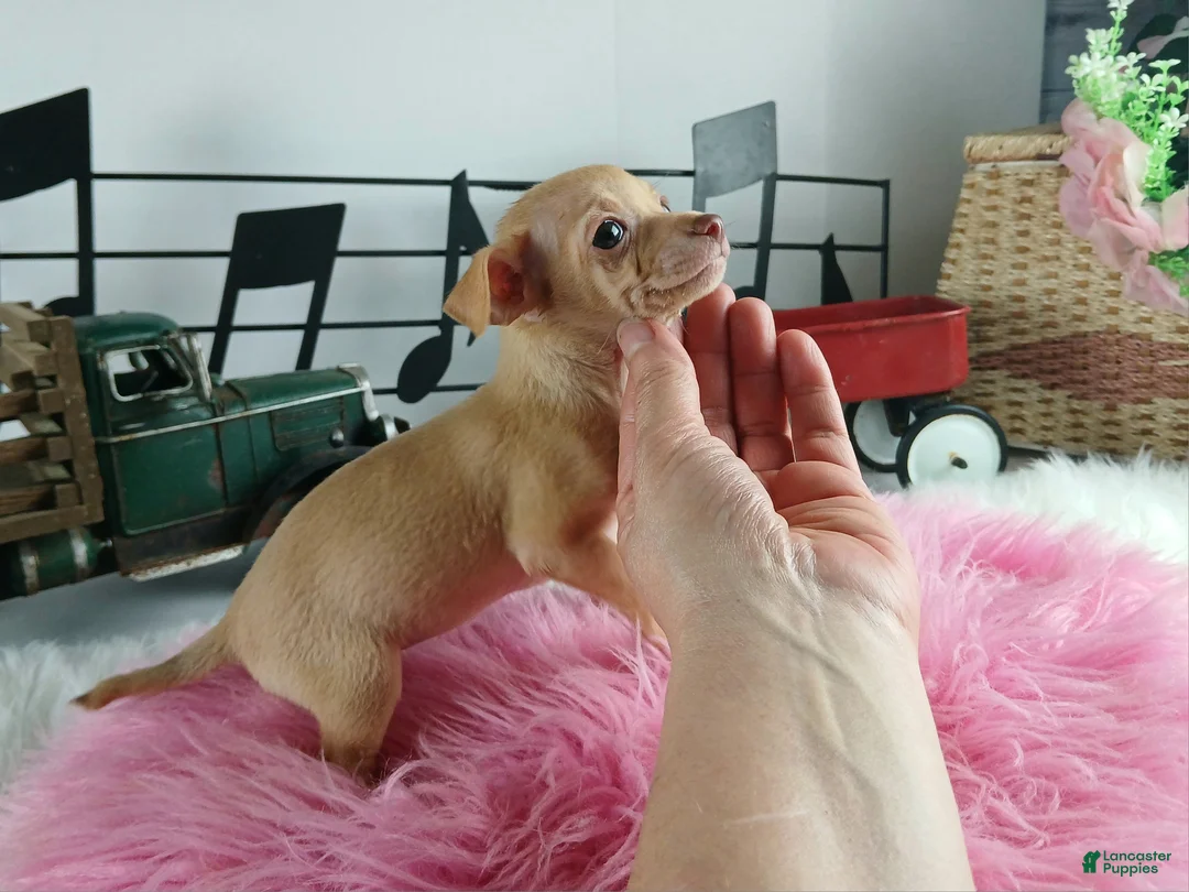 Chihuahua dogs for sale: Teacup Red Fawn girl, Nationwide Delivery  - Ad 6