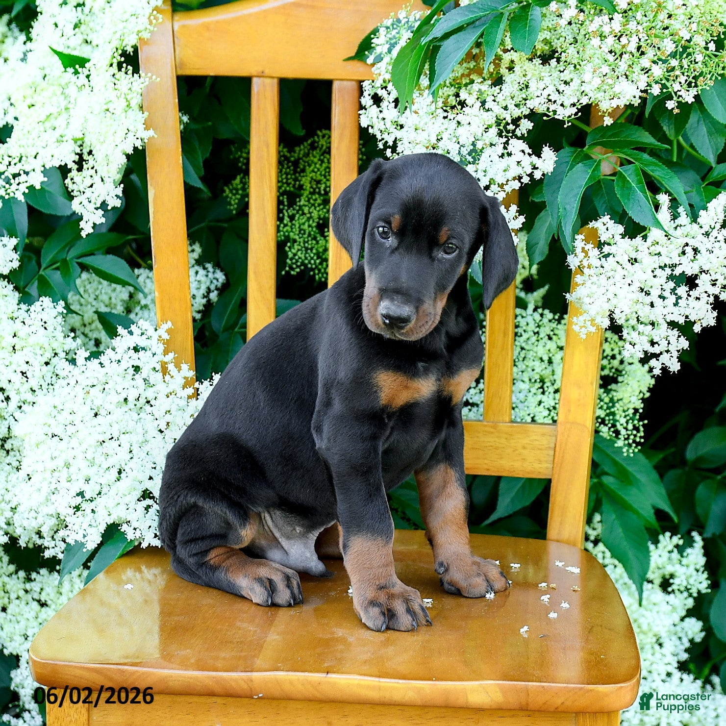 Doberman Pinscher dogs for sale: Lamar - Ad 5