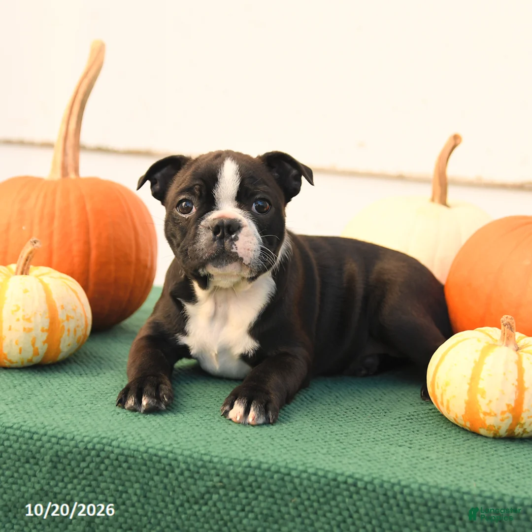 Boston Terrier dogs for sale: Abby - Ad 5