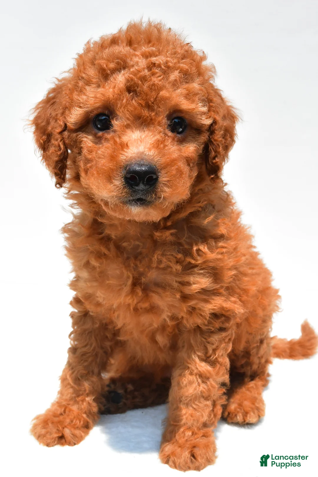 Mini Goldendoodle dogs for sale: Navy  - Ad 1