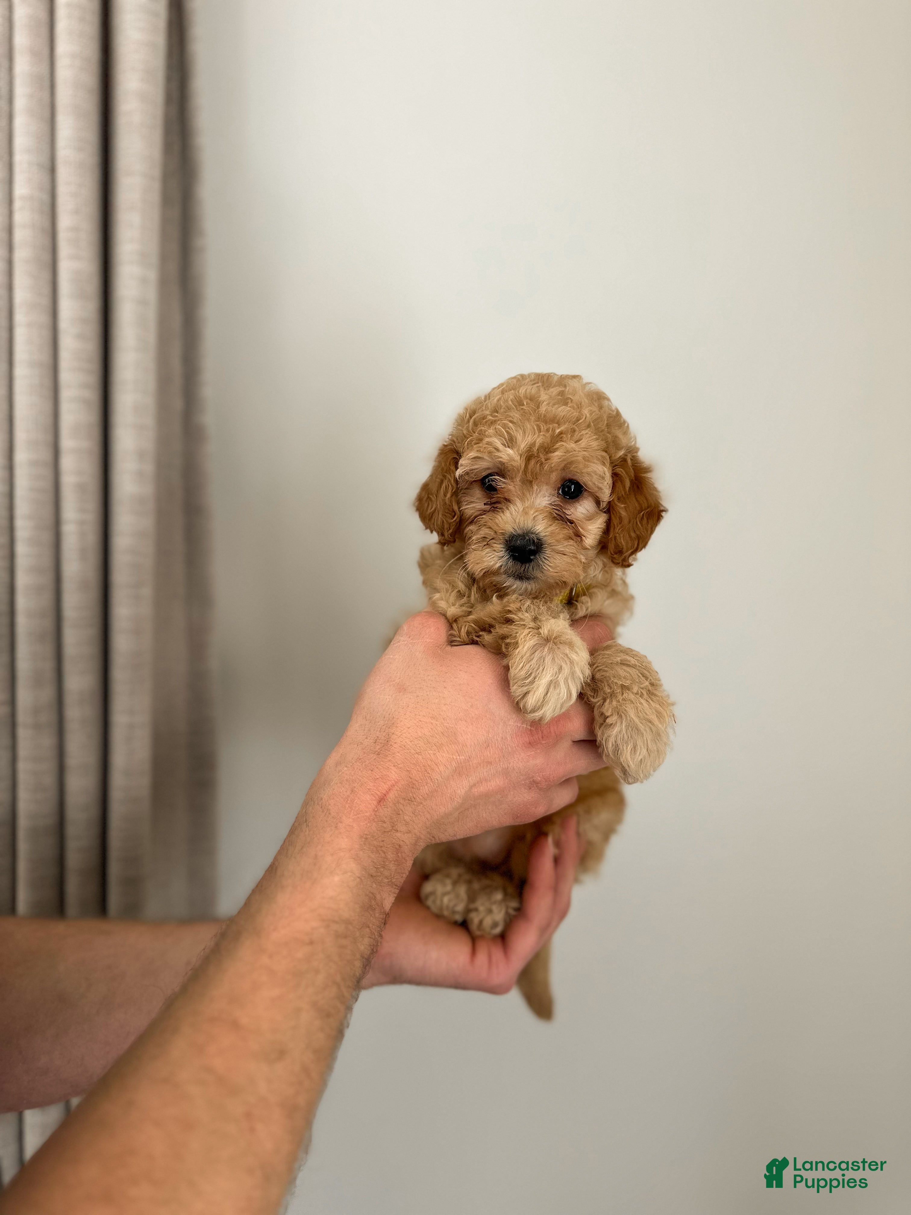 Mini Goldendoodle dogs Olive  - Ad 2
