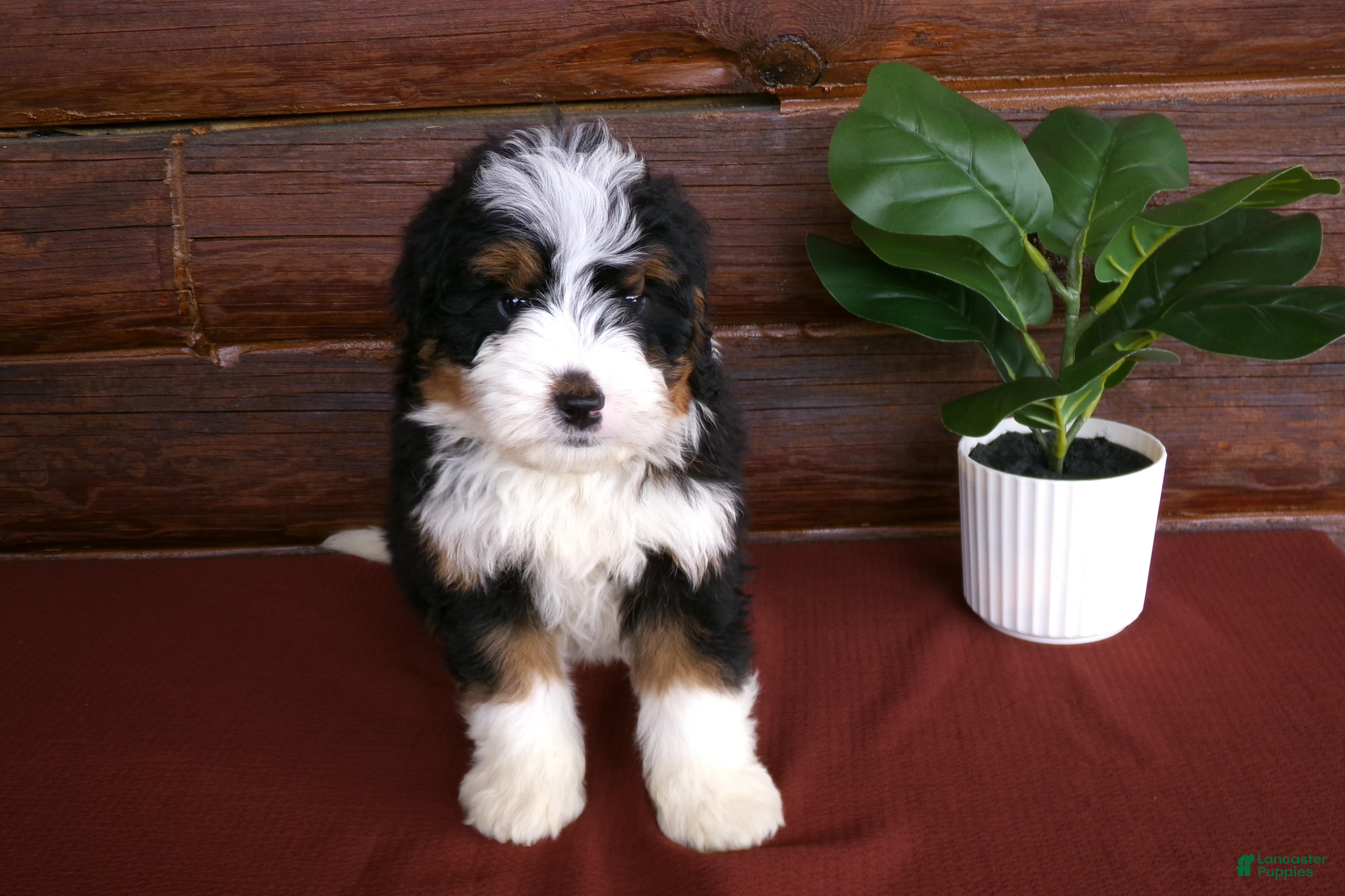Mini Bernedoodle dogs Arnold - Ad 1
