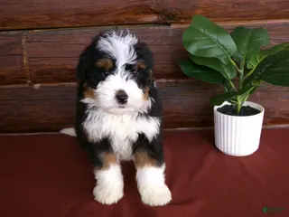 Mini Bernedoodle dogs for sale: Arnold - Ad 2