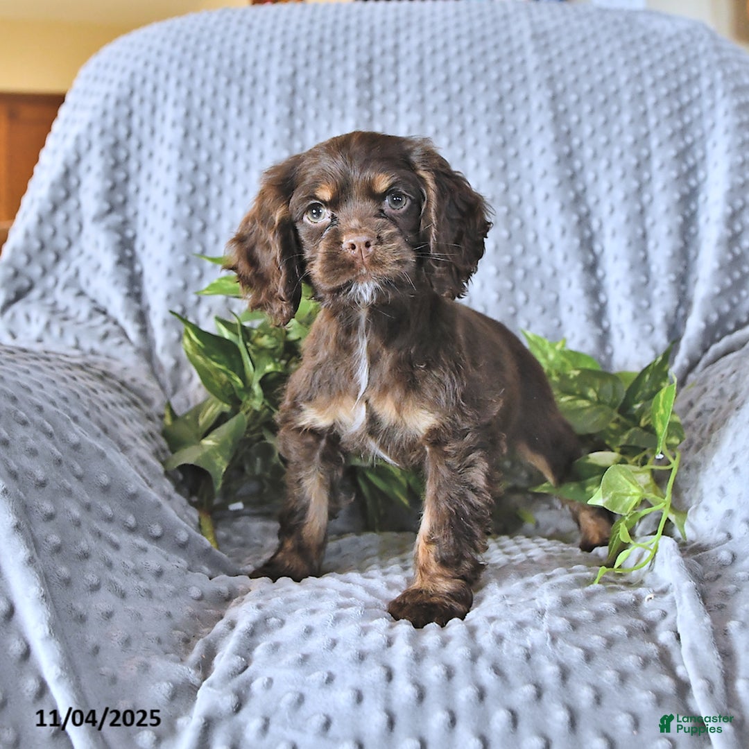 Cocker Spaniel dogs for sale: Mavis - Ad 2